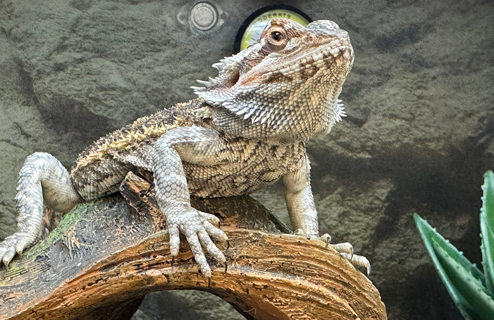 Rankin's dragon basking under light