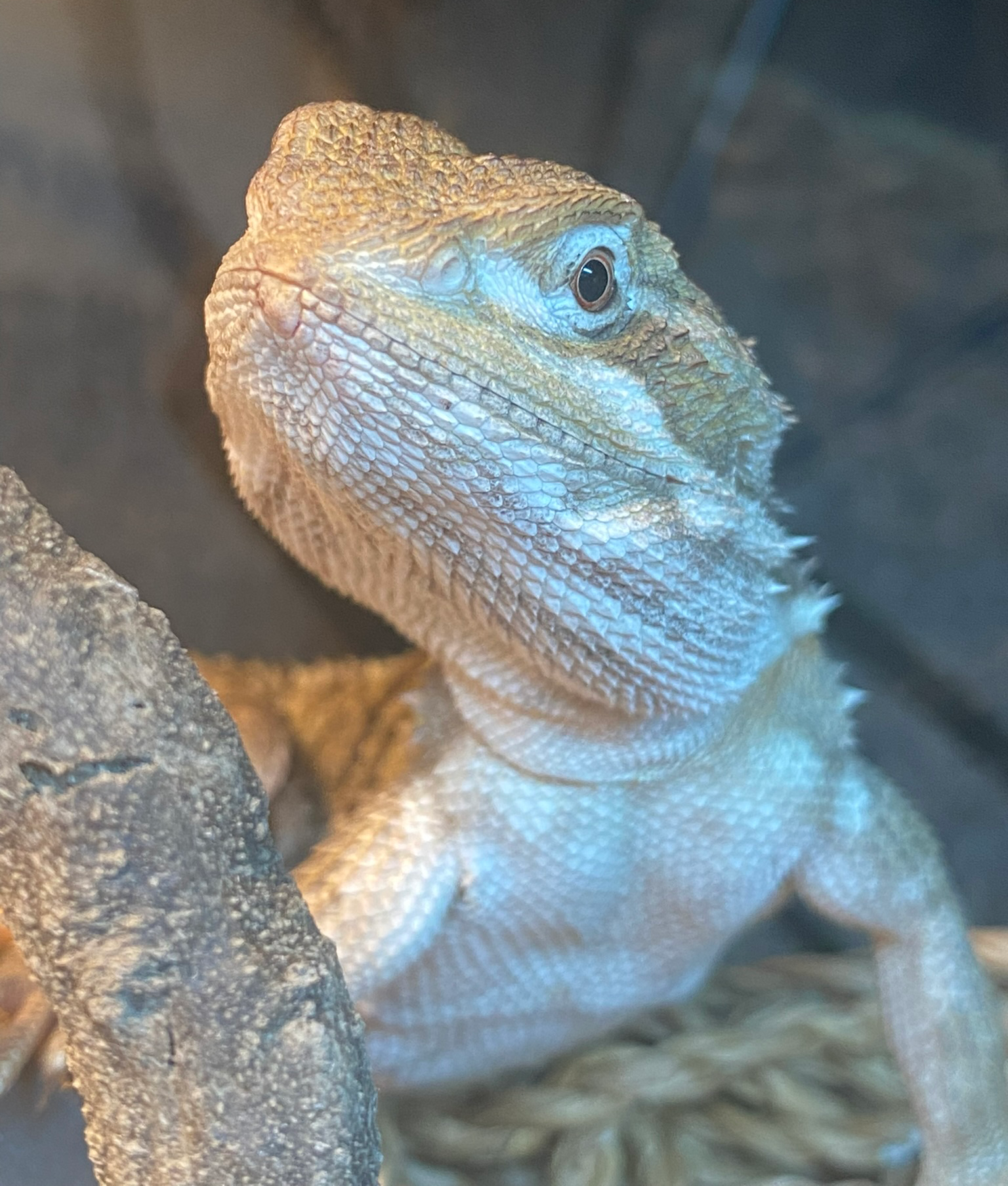 Bearded dragon basking under heat lamp
