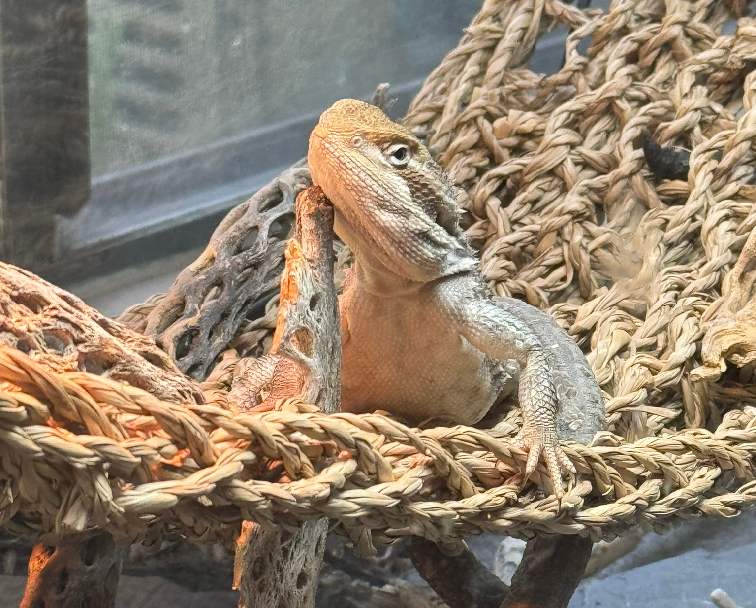 Prepared dragon salad and feeder dish